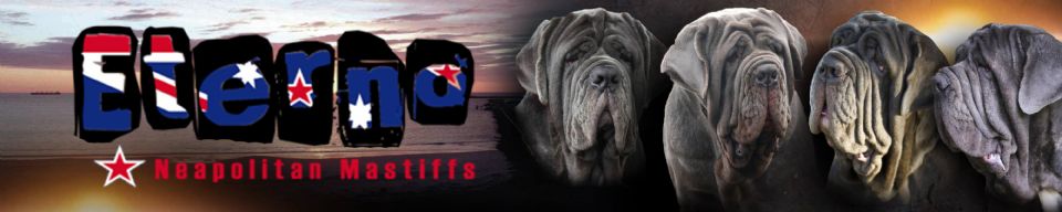 Eterno Neapolitan Mastiffs